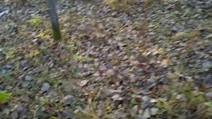 С ума сойти скоро зима а у нас грузди расти задумали