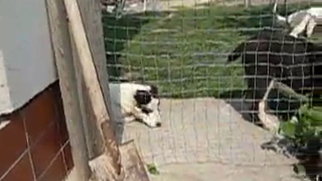 Щенки САО Турткуз х Шахра смотреть онлайн