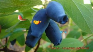 Жимолость съедобная Амфора (lonicera edulis amfora) ? обзор: как сажать, саженцы жимолости Амфора