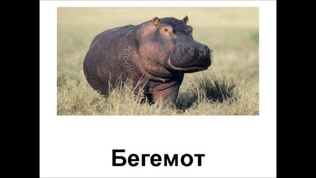 Индивидуальный проект 10 класс бегемот Голос Бегемота..wmv - смотреть видео онлайн от "Сергей 27157543" в хорошем качес