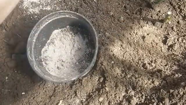 Пересадка 1-2 летних черенков роз, после зимовки