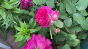 Роза Джардина??? Перенниал Блю??? каждый день все больше и больше распускаются Розы’