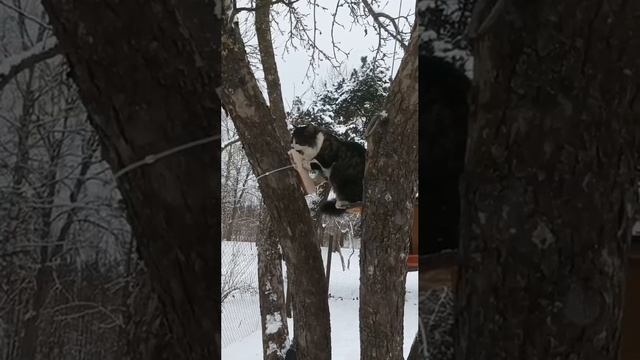 СИНИЦА??? смотреть онлайн