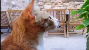 Рыжие коты в доме приносят своим хозяевам удачу и богатство.