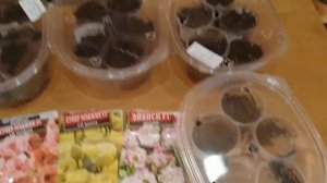 SOS. НЕ ВСХОДЯТ СЕМЕНА ЭУСТОМЫ ПОЧЕМУ ?