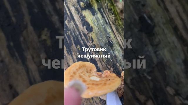 Трутовик чешуйчатый смотреть онлайн