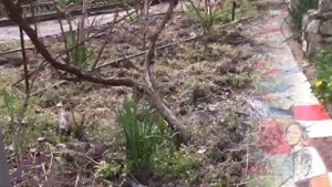 ЕГО НАЗВАЛИ АГРЕССОРОМ. Чистяк весенний