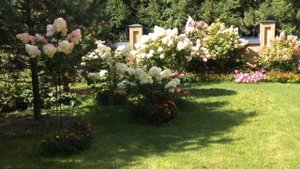 Метельчатая Крупнолистная Гортензия. Освещение Солнцем в течение дня. Выбор места для посадки.