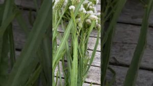 Drying Flowers - Statice (Limonium sinuatum)