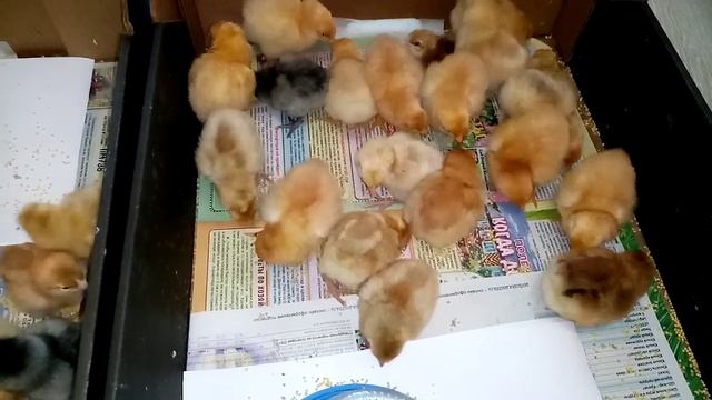 Очередной вывод цыплят!!! Цыплята разных пород! смотреть онлайн