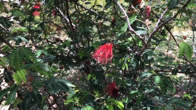 Arizona Desert Red Bottlebrush Flower (Callistemon Citrinus)  - Free Stock Footage смотреть онлайн
