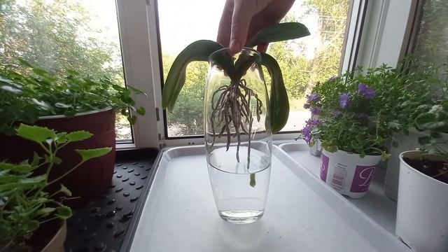 Выращивание орхидеи фаленопсис в воде. #орхидея#фаленопсис. смотреть онлайн