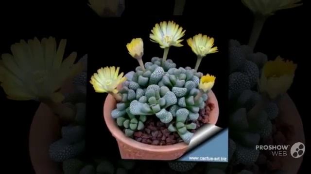 Titanopsis - garden plants смотреть онлайн