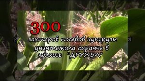 от Зеленокумска до Аргентины и обратно