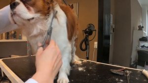 Cavalier King Charles Spaniel beim Hundefrisör #grooming