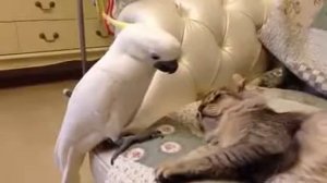 Попугай и Кот. Дай за нос укушу)