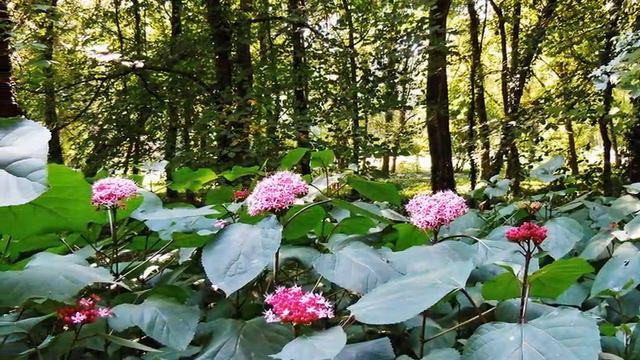 Alcsút dobozi arborétum смотреть онлайн