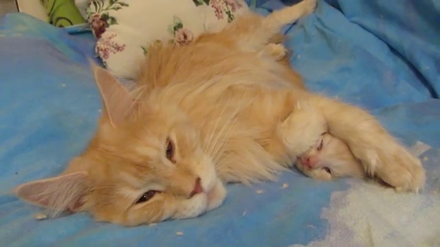кошка мурлыканьем успокаивает котенка