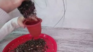 НОЛИНА БОКАРНЕЯ ИЗ СЕМЯН ПЕРЕСАДКА И УХОД.