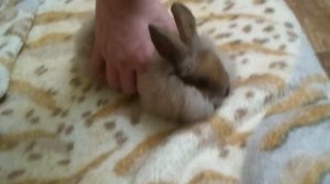 Кролик прыгает с дивана🥕