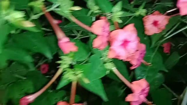 mirabilis jalapa/4 O'clock flowers@floral forest смотреть онлайн