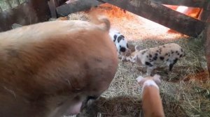 Кормим Свиней рыбой.