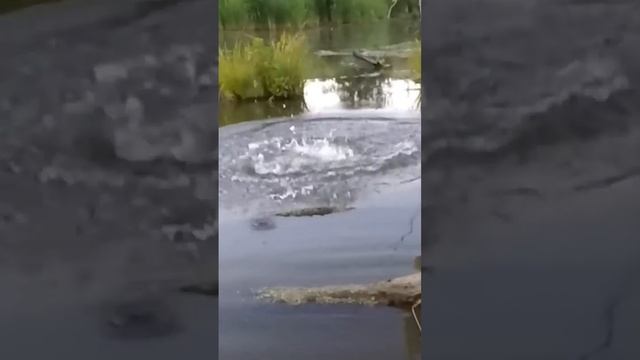 Поклёвка трофейного зеркального карпа на боковой кивок. Полное видео смотрите на моём канале. смотреть онлайн