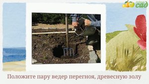 Посадка персика - как правильно посадить персик