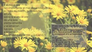 Пабло Неруда. Ода желтым цветам: стихотворение (на испанском языке)