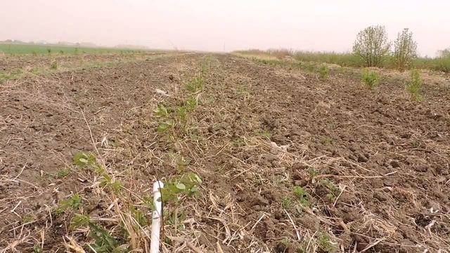 Уход за жимолостью смотреть онлайн