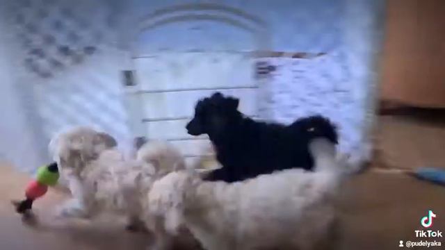 малый пудель 🐩 смотреть онлайн