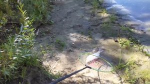 Ловля Леща на Оби в черте города Барнаула ( Сентябрь - 2020 )