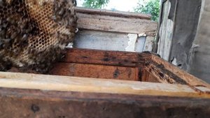 Ленивый пчеловод. Как вытащить рой из столба.