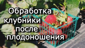 Обработка клубники после плодоношения!!!