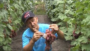 Как Очистить Ягоды Винограда после обработок перед рынком