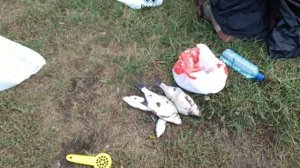 Сентябрьская рыбалка на ,,Зеленом острове,,