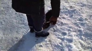 Приучаем щенка к улице