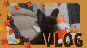 VLOG 08.11.2023 Самый красивый мальчик!