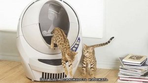 Автоматический туалет для кошек (самоочищающийся)