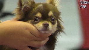 Самые частые заболевания маленьких собак