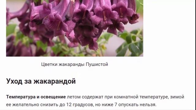 Жакаранда. РАСТЕНИЯ ДЛЯ ДОМА И САДА. смотреть онлайн