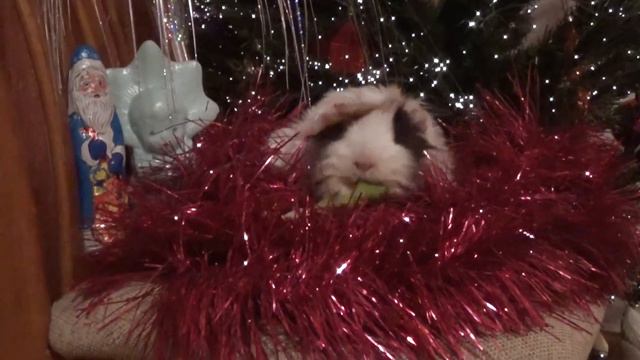 Christmas night with sweet piggy! У морской свинки Новый год! смотреть онлайн