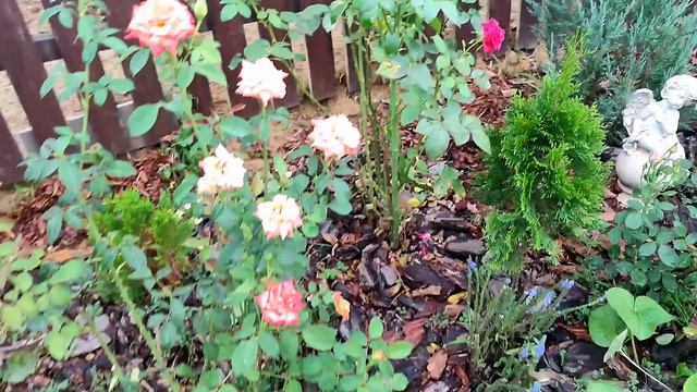 Мой сад в августе. смотреть онлайн