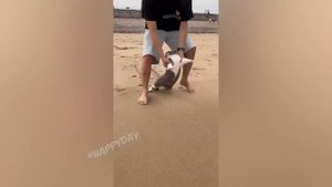 Смешные видео с кошками_Приколы с собаками_Приколы с животными_Очень смешные животные