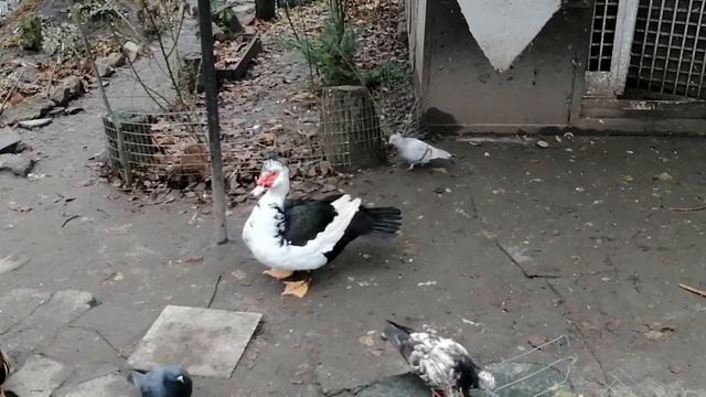 Giant goose/Гигантский гусь и его семья смотреть онлайн