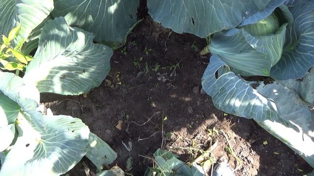 Кружева на капустных одеждах. смотреть онлайн