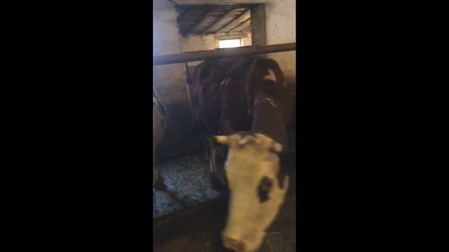 Симментал голштинизированный племенной. Продажа КРС живым весом оптом по РФ и СНГ