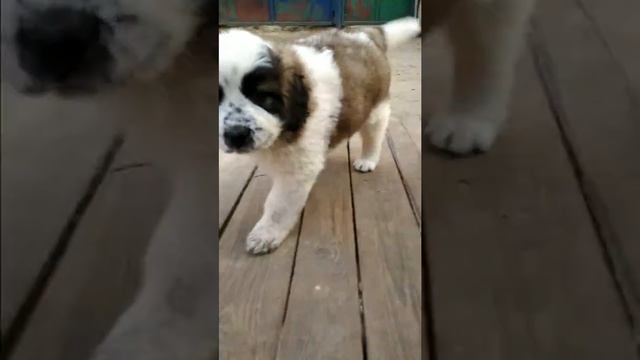 Щенки Московская сторожевая 1,5 месяца от Чемпиона чисто российских кровей смотреть онлайн