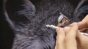 Курс по аэрографии. Черно - белый портрет енота. Часть 7/9. Уроки аэрографии - Дмитрий Осокин