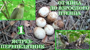 От яйца до взрослого птенца. Ястреб-перепелятник ( Accipiter nisus ).  1 часть
